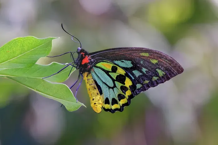 Framed Print : Common green birdwing or Cape York Birdwing Framed Print : Common green birdwing or Cape York Birdwing