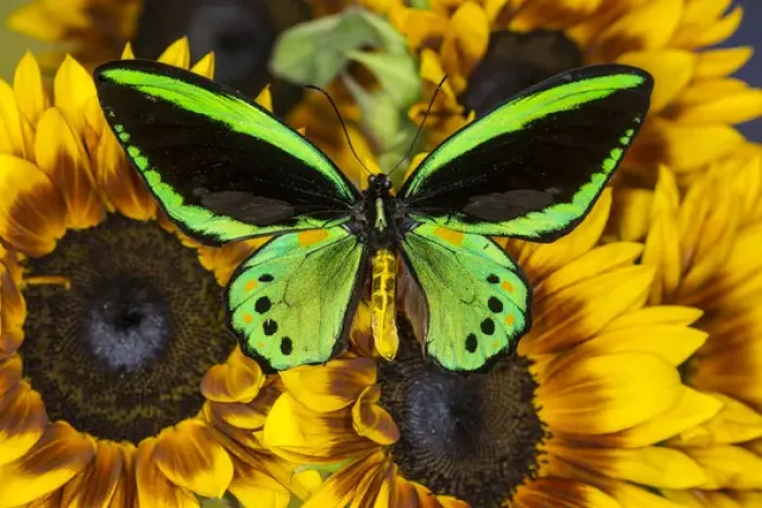 Framed Print : Common Green Birdwing or the Priams Birdwing, Male, Ornithoptera priamus priamus Framed Print : Common Green Birdwing or the Priams Birdwing, Male, Ornithoptera priamus priamus