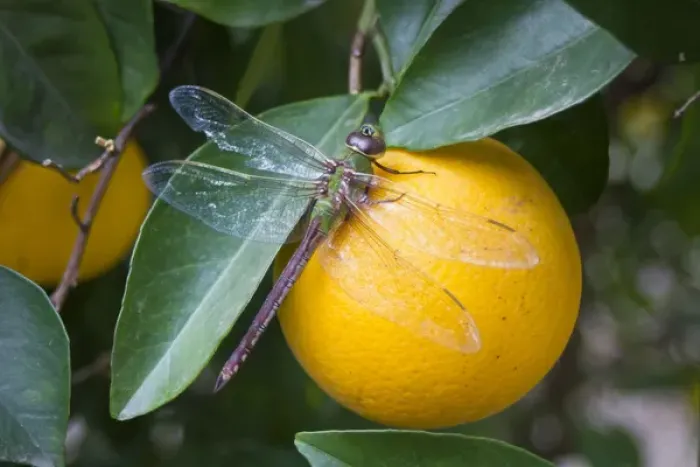 Framed Print : Common Green Darner (Anax junius) resting on orange in citrus grove, Mission, Texas Framed Print : Common Green Darner (Anax junius) resting on orange in citrus grove, Mission, Texas