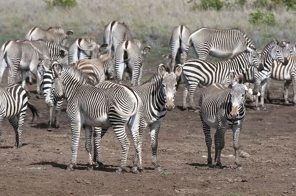 Common and Grevys Zebras (Equus quagga and Equus grevyi), Loisaba Wilderness Conservancy