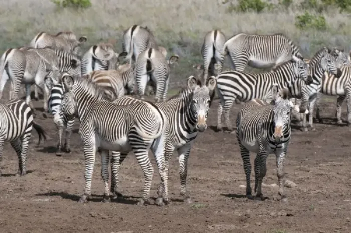 Framed Print : Common and Grevys Zebras (Equus quagga and Equus grevyi), Loisaba Wilderness Conservancy Framed Print : Common and Grevys Zebras (Equus quagga and Equus grevyi), Loisaba Wilderness Conservancy