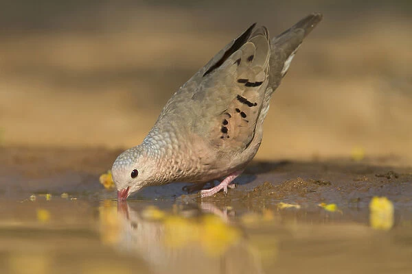 Common Ground-Dove (Columbina passerina) drinking at south Texas pond