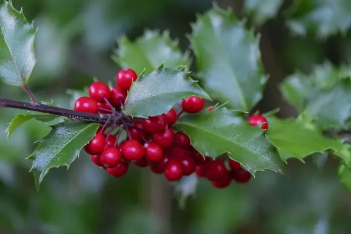 Framed Print : Common holly