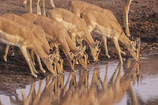 Common Impala (Aepyceros melampus) are reflected in the water as they gather to drink