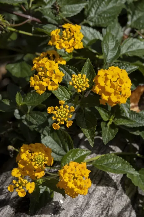 Framed Print : Common Lantana Framed Print : Common Lantana