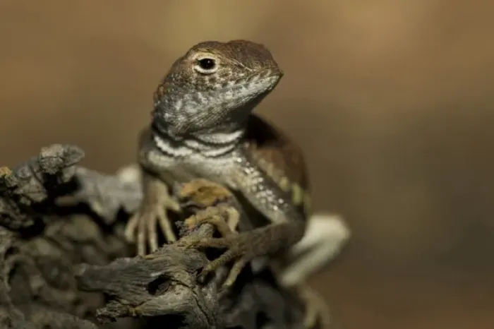 Framed Print : Common Lesser Earless Lizard, Holbrookia maculata, resting on a small branch. Central USA Framed Print : Common Lesser Earless Lizard, Holbrookia maculata, resting on a small branch. Central USA