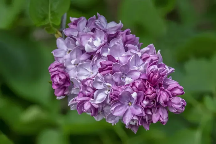 Framed Print : Common Lilac Framed Print : Common Lilac
