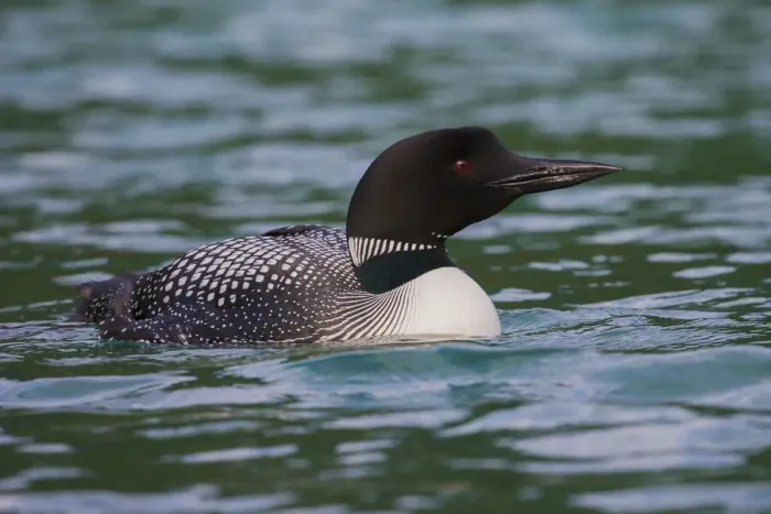 Framed Print : Common Loon
