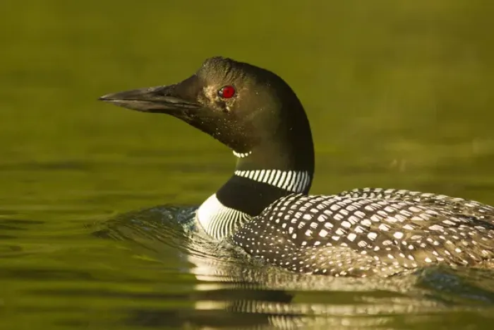 Framed Print : Common Loon on Beaver Lake in the Stillwater State Forest near Whitefish, Montana, USA Framed Print : Common Loon on Beaver Lake in the Stillwater State Forest near Whitefish, Montana, USA