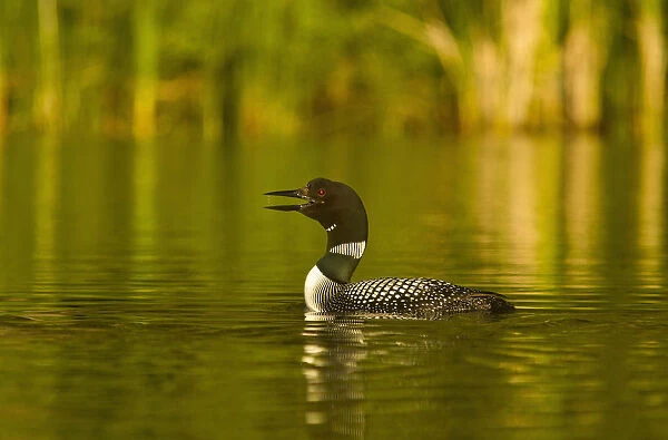 Common Loon calling on Beaver Lake in the Stillwater State Forest near Whitefish