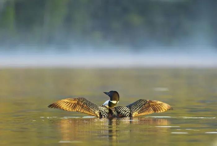 Framed Print : Common loon drying wings on Beaver Lake in the Stillwater State Forest near Whitefish Framed Print : Common loon drying wings on Beaver Lake in the Stillwater State Forest near Whitefish