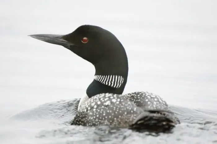 Framed Print : Common loon, Gavia immer, Haliburton, Ontario Framed Print : Common loon, Gavia immer, Haliburton, Ontario
