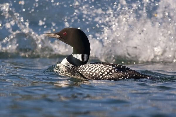 Common Loon as other loon dives to make splash in morning light on Whitefish Lake