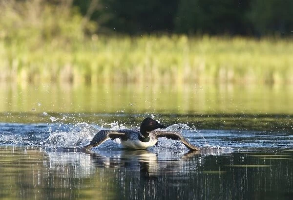 Common loon male displaying aggressive behavior on Beaver Lake near Whitefish, Montana