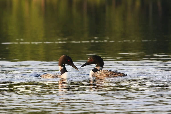 Common loons, Gavia immer, on White Lake in Tamworth, New Hampshire
