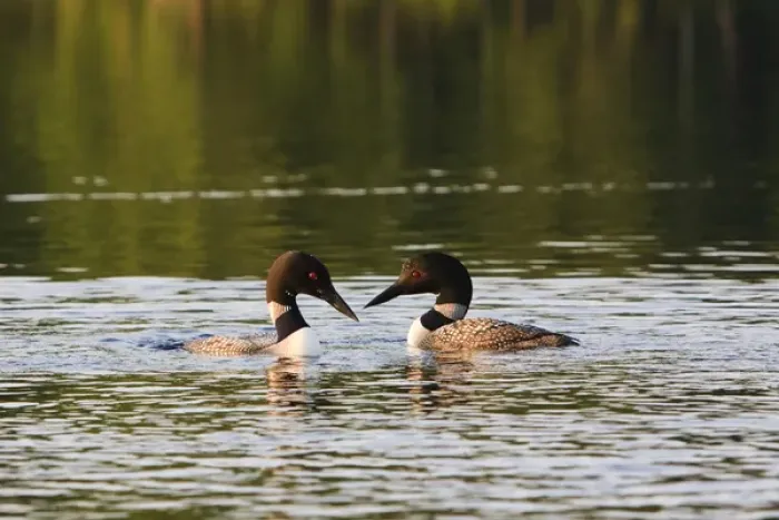 Framed Print : Common loons, Gavia immer, on White Lake in Tamworth, New Hampshire