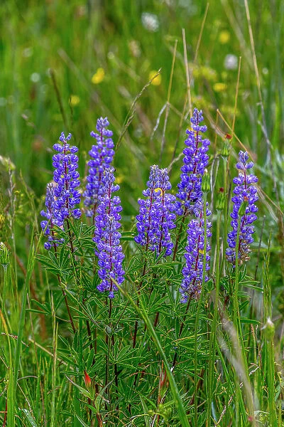 Common lupine wildflowers in Fish Lake National Forest