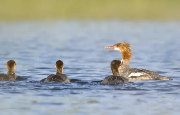 Framed Print : Common Merganser hen with brood of chicks in Whitefish Lake in Montana Framed Print : Common Merganser hen with brood of chicks in Whitefish Lake in Montana