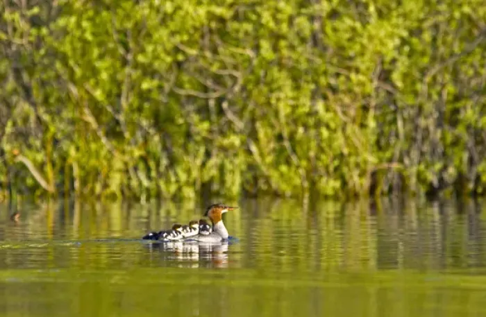 Framed Print : Common merganser with newborn chicks hitching a ride on mothers back in Whitefish Lake Framed Print : Common merganser with newborn chicks hitching a ride on mothers back in Whitefish Lake