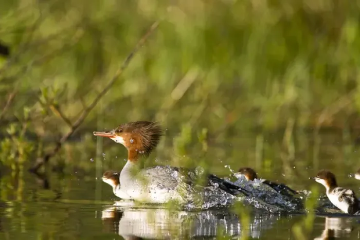 Framed Print : Common merganser with newborn chicks in Whitefish Lake, Montana, USA Framed Print : Common merganser with newborn chicks in Whitefish Lake, Montana, USA