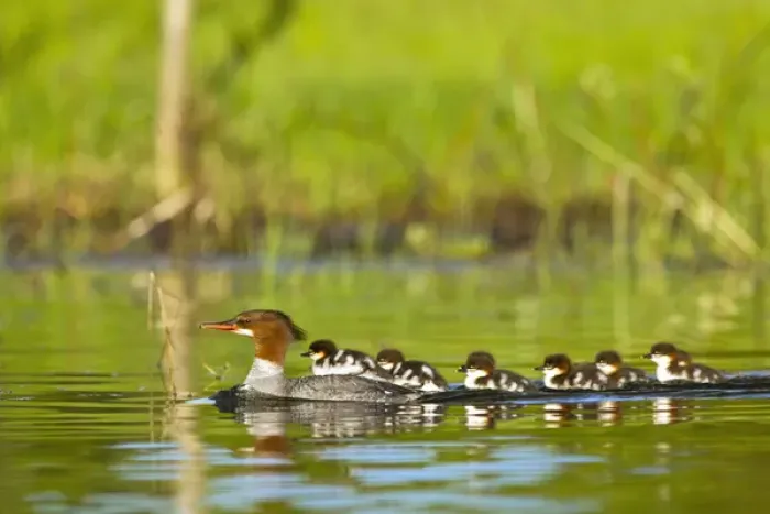 Framed Print : Common merganser with newborn chicks in Whitefish Lake, Montana, USA Framed Print : Common merganser with newborn chicks in Whitefish Lake, Montana, USA