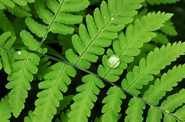 Common Oak Fern, Northern Oak Fern (Gymnocarpium dryopteris)