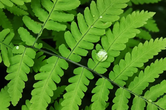 Framed Print : Common Oak Fern, Northern Oak Fern (Gymnocarpium dryopteris) Framed Print : Common Oak Fern, Northern Oak Fern (Gymnocarpium dryopteris)