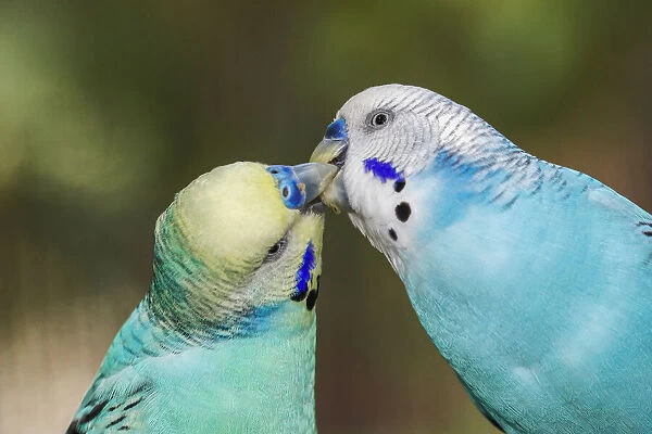 Common parakeets or shell parakeet kissing