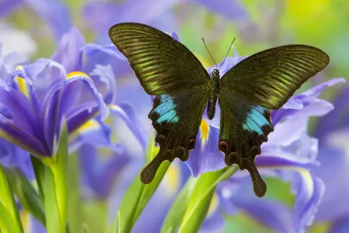 Framed Print : The Common Peacock Swallowtail Butterfly, Papilio Polyctor Framed Print : The Common Peacock Swallowtail Butterfly, Papilio Polyctor