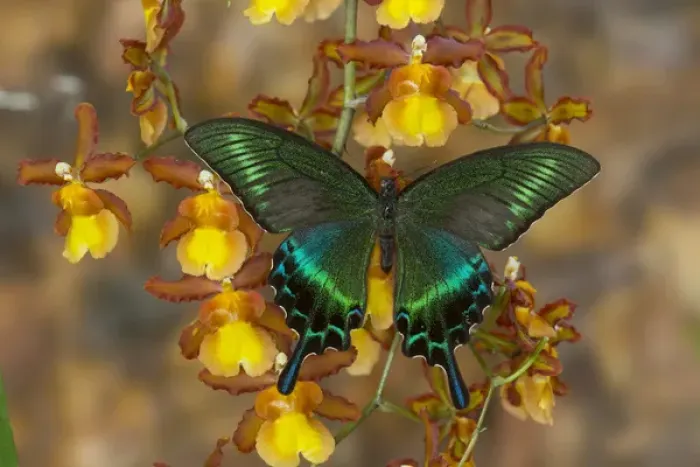 Framed Print : The Common Peacock Swallowtail Butterfly, Papilio bianor Framed Print : The Common Peacock Swallowtail Butterfly, Papilio bianor