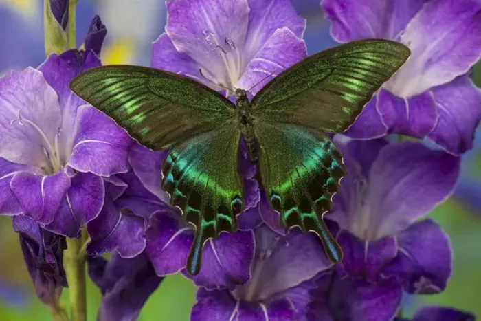 Framed Print : The Common Peacock Swallowtail Butterfly, Papilio bianor