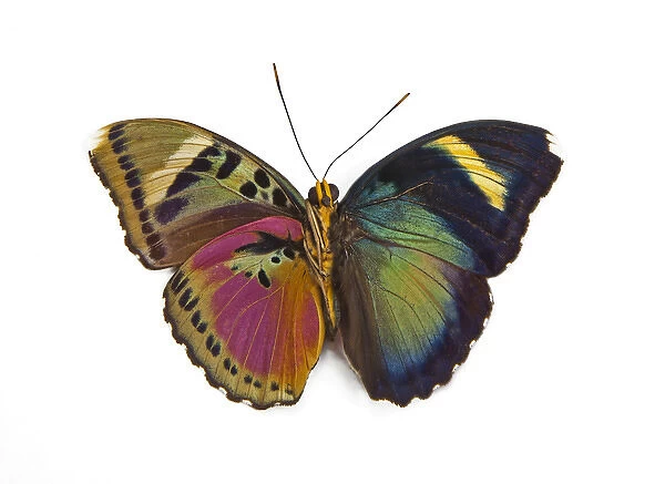 The Common Pink Forester Butterfly, Euphaedra xypete comparing the topside and underside