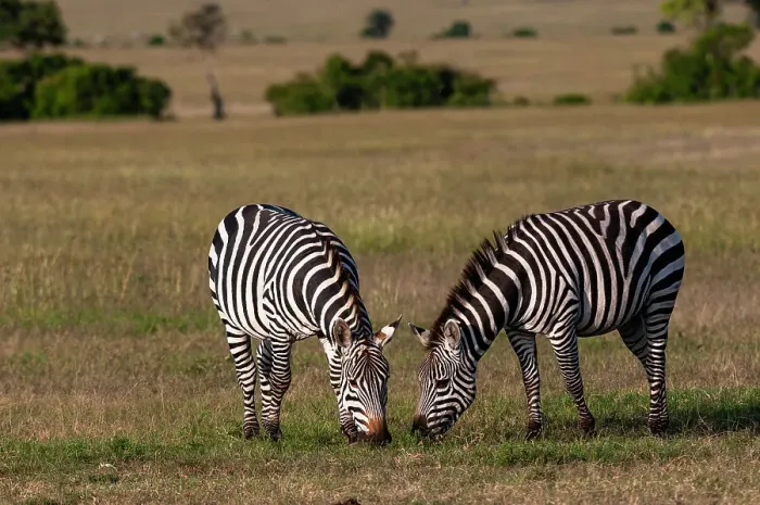 Framed Print : Two common or plains zebras, Equus quagga, grazing. Masai Mara National Reserve, Kenya Framed Print : Two common or plains zebras, Equus quagga, grazing. Masai Mara National Reserve, Kenya