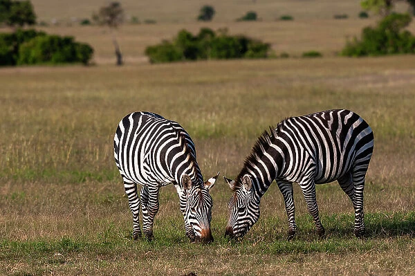 Two common or plains zebras, Equus quagga, grazing. Masai Mara National Reserve, Kenya