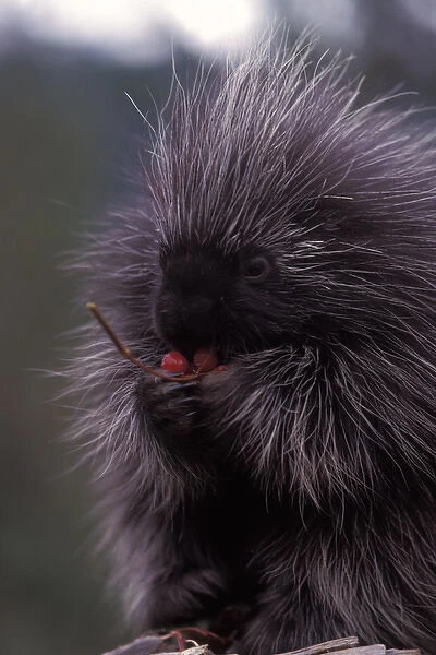 common porcupine, Erethizon dorsatum, eating Alaskan high brush cranberries in the