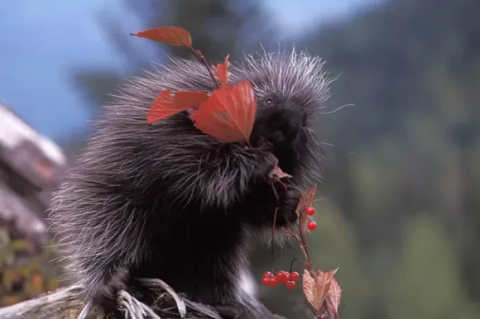 Framed Print : common porcupine, Erethizon dorsatum, eating Alaskan high brush cranberries in Framed Print : common porcupine, Erethizon dorsatum, eating Alaskan high brush cranberries in