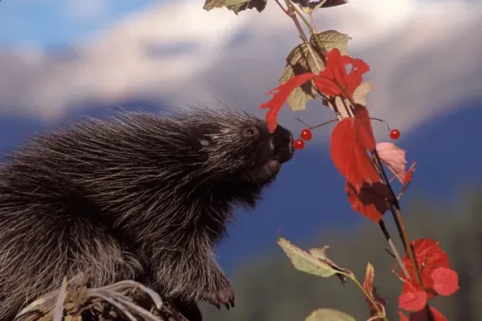 Framed Print : common porcupine, Erethizon dorsatum, eating Alaskan high brush cranberries in Framed Print : common porcupine, Erethizon dorsatum, eating Alaskan high brush cranberries in