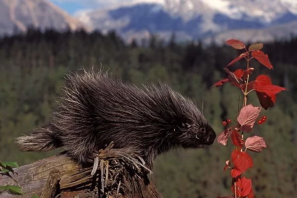 common porcupine, Erethizon dorsatum, feeding on high brush cranberry leaves, Takshanuk mountains