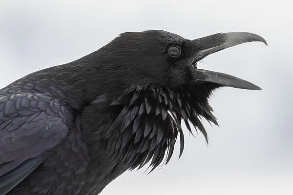 Common raven calling