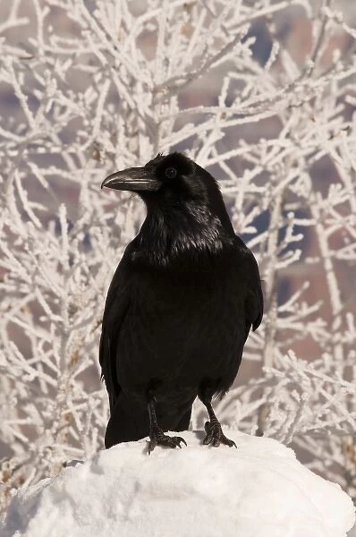 Common raven (Corvus corax) begs for food along the snowy south rim of Grand Canyon National Park