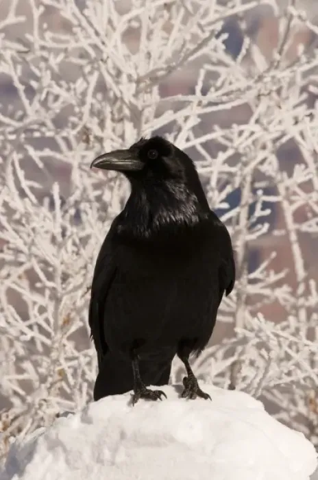 Framed Print : Common raven (Corvus corax) begs for food along the snowy south rim of Grand Canyon National Park