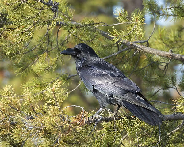 Common Raven, Corvus corax, West Yellowstone, Montana, wild