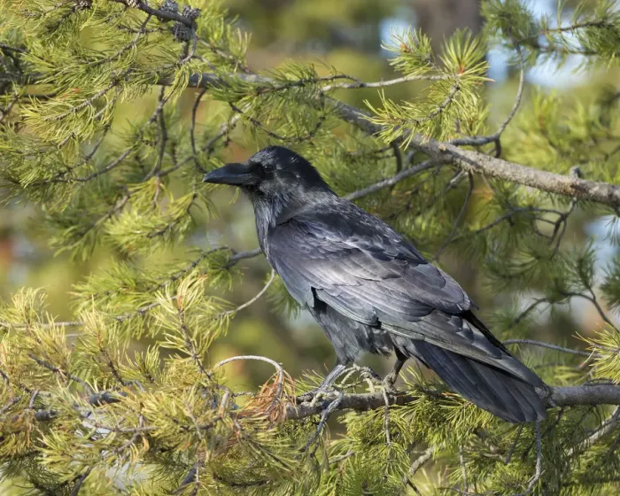 Framed Print : Common Raven, Corvus corax, West Yellowstone, Montana, wild Framed Print : Common Raven, Corvus corax, West Yellowstone, Montana, wild