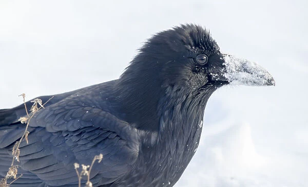 The common raven (northern raven) is a large all-black passerine bird found across