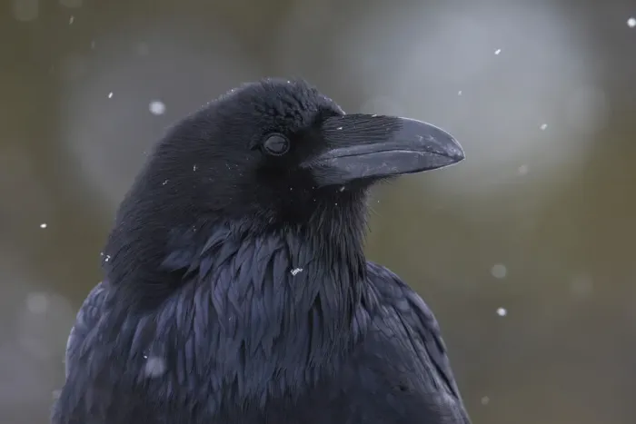 Framed Print : Common raven, winter close-up Framed Print : Common raven, winter close-up