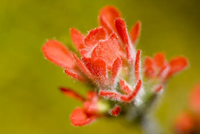 Framed Print : Common red paintbrush, Castilleja miniata, California