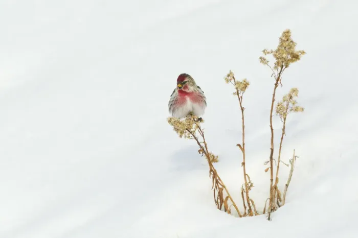 Framed Print : Common Redpole; Wintery Survivor Framed Print : Common Redpole; Wintery Survivor