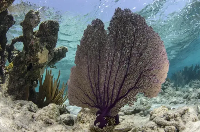 Framed Print : Common Sea Fan (Gorgonia ventalina), Lighthouse Reef Atoll, Belize, Central America