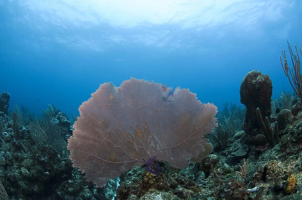 Common Sea Fan (Gorgonia ventalina), Ambergris Caye, Belize, Central America