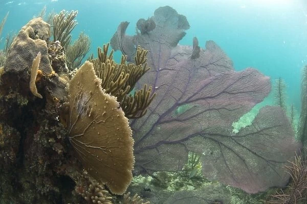 Common Sea Fan (Gorgonia ventalina) Coral Reef Island, Belize Barrier Reef. Second